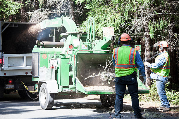 Shady Hills, FL Tree Removal Services Company